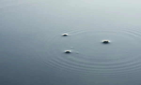 Tranquillité dans l'eau — Photo
