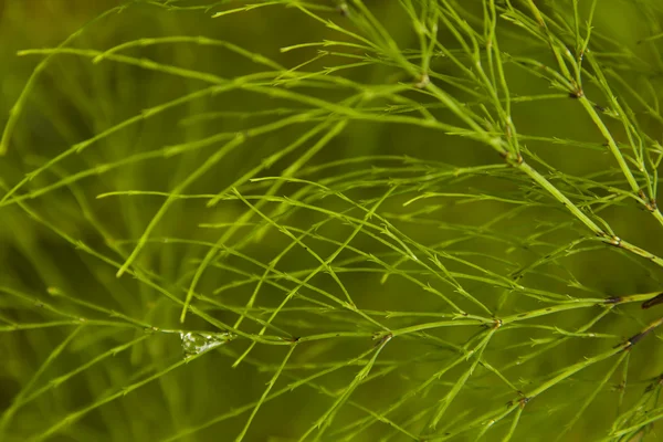 Structure of horsetail with drop — Stock Photo, Image
