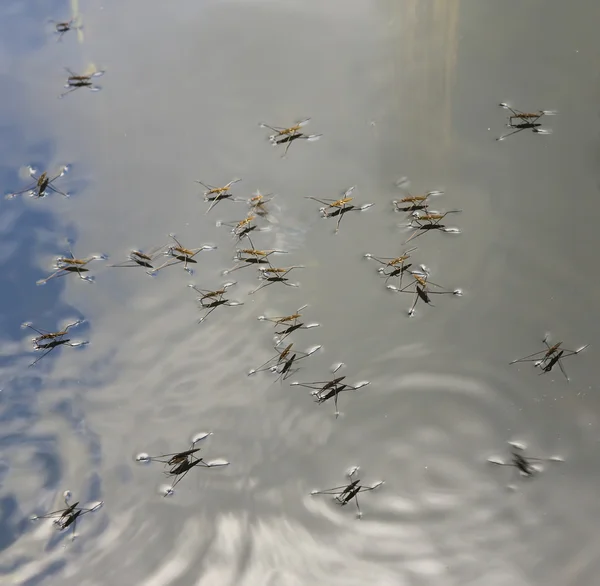 stock image Team work - common pond skater