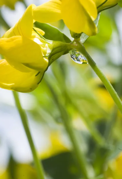 Yellow flower and drop of dew — Stock Photo, Image