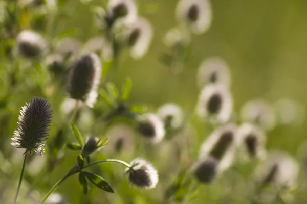 stock image Meadow catkins postcard