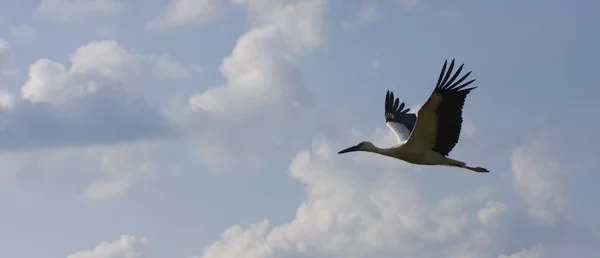 Stork in flight - silhouette — Stock Photo, Image