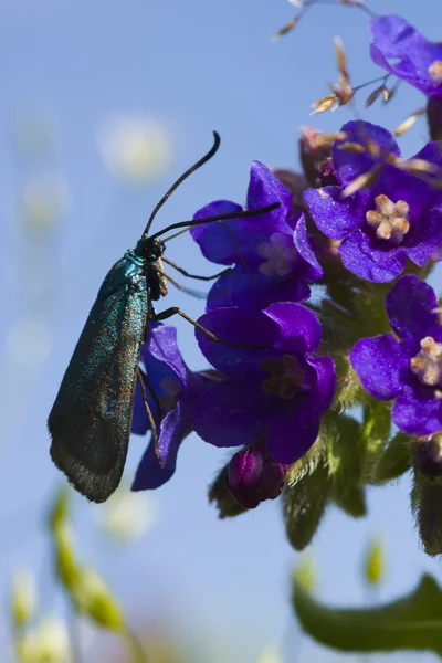 Butterfly on violet flower — Stock Photo, Image