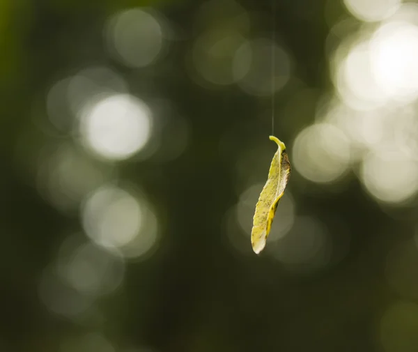 葉のダンス — ストック写真