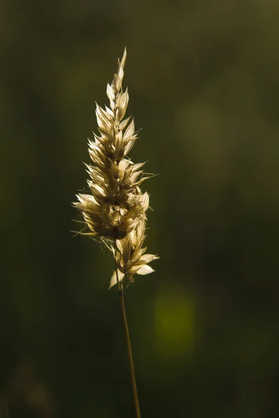 Flor seca de hierba —  Fotos de Stock