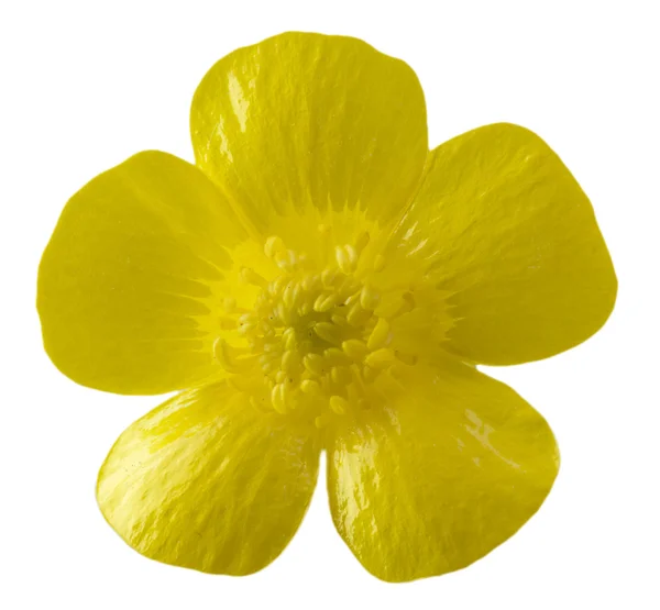 Isolated buttercup flower — Stock Photo, Image