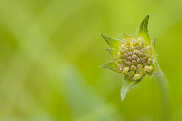 stock image Bud of weed flower