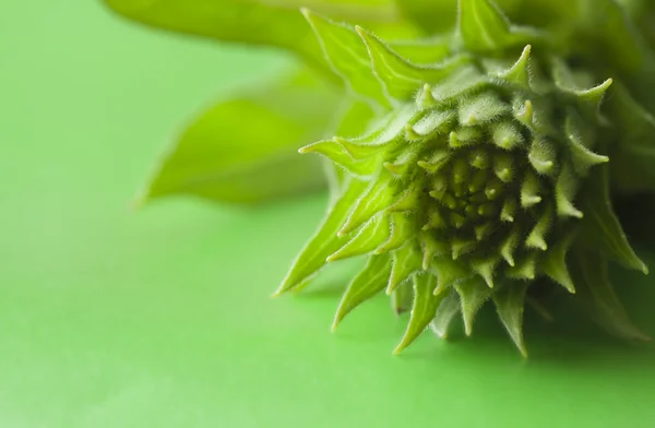 stock image Crown of green leaves