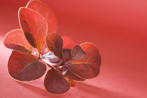Ágacska vörös levelek — Stock Fotó