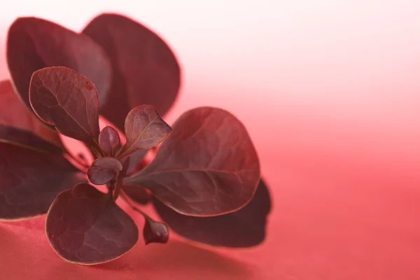 Rígido com folhas vermelhas — Fotografia de Stock