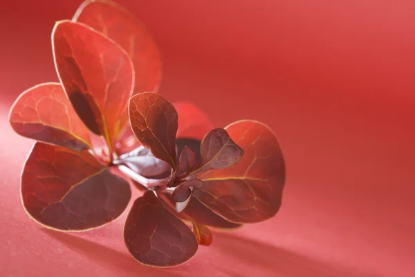 Rígido com folhas vermelhas — Fotografia de Stock