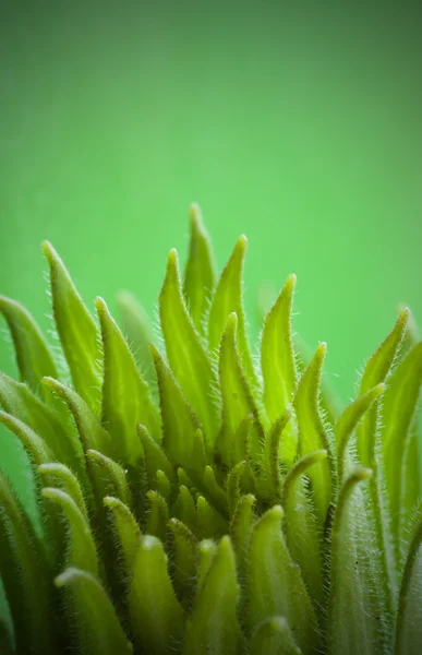 녹색 화 염 — 스톡 사진