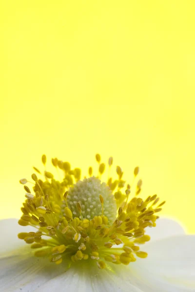 Ανεμώνη λουλούδι μακρο — Φωτογραφία Αρχείου