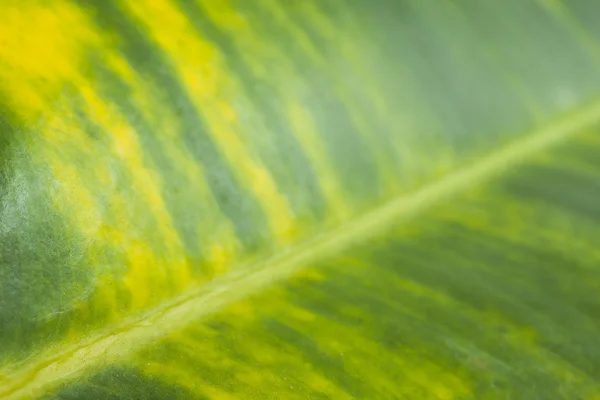 Folha verde com raia amarela — Fotografia de Stock
