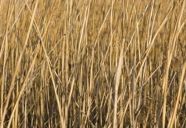 Dreid reed ile arka plan — Stok fotoğraf