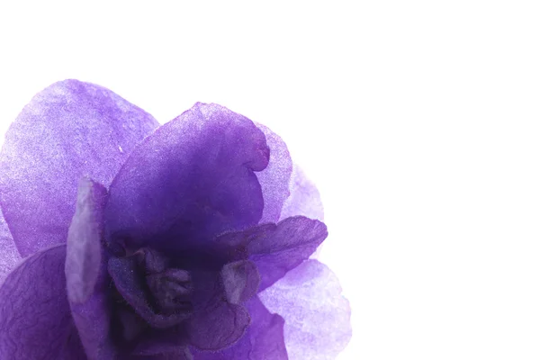 Flor violeta en retroiluminación —  Fotos de Stock