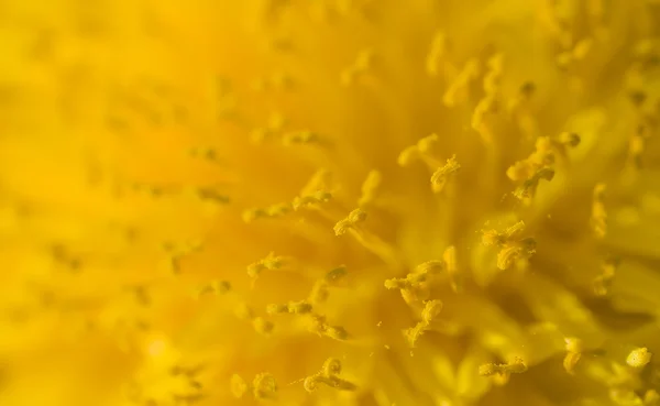 Detail of dandelion flower — Stock Photo, Image