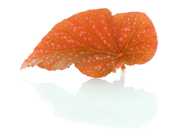 Egzotyczne liści — Zdjęcie stockowe