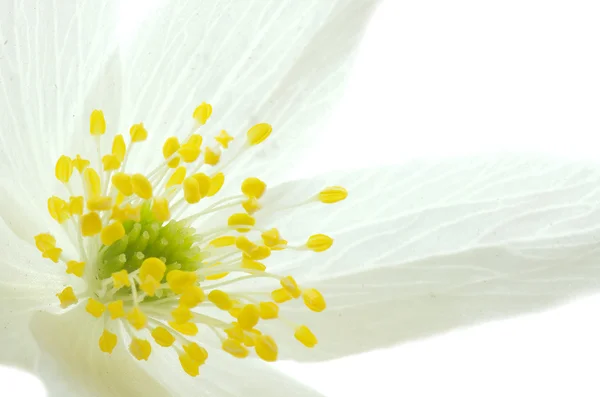 Anemone blomma — Stockfoto
