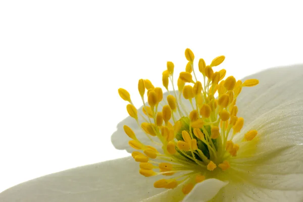 Anemone blomma 2 mitt på — Stockfoto