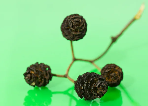 Small cones on the stem — Stock Photo, Image
