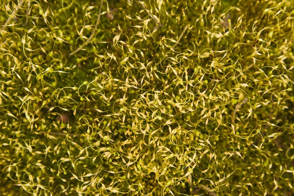 抽象的苔藓背景 — 图库照片