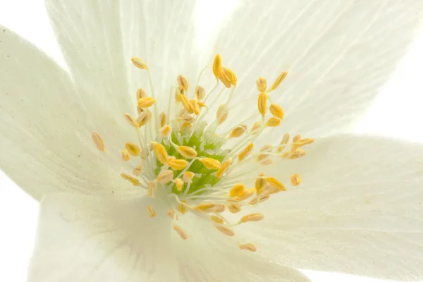 Centrum van anemone bloem 1 — Stockfoto