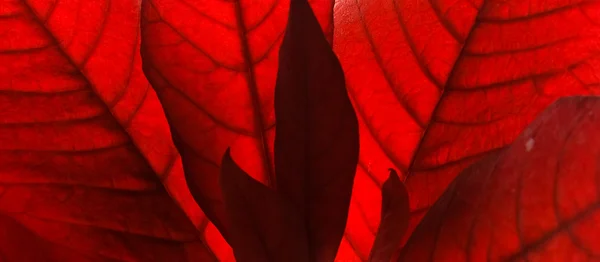 Folhas vermelhas fundo — Fotografia de Stock