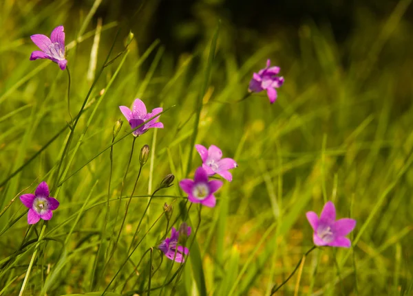 Violet flower in the garden — Stock Photo, Image