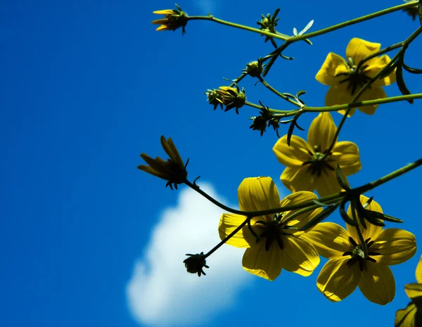 Цветы на небе — стоковое фото