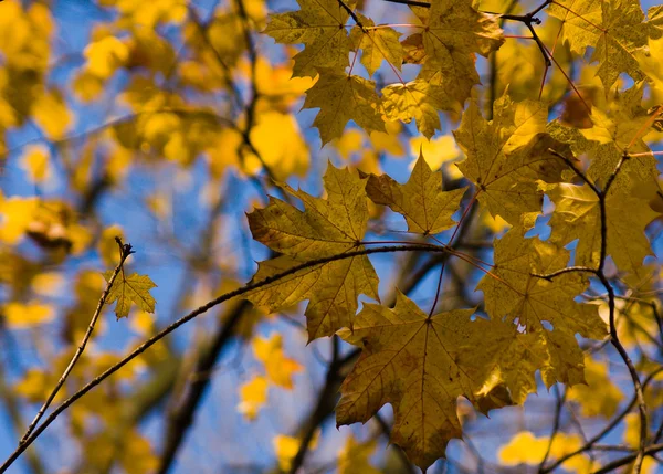 秋のメープル — ストック写真