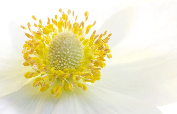 Anêmona flor macro — Fotografia de Stock