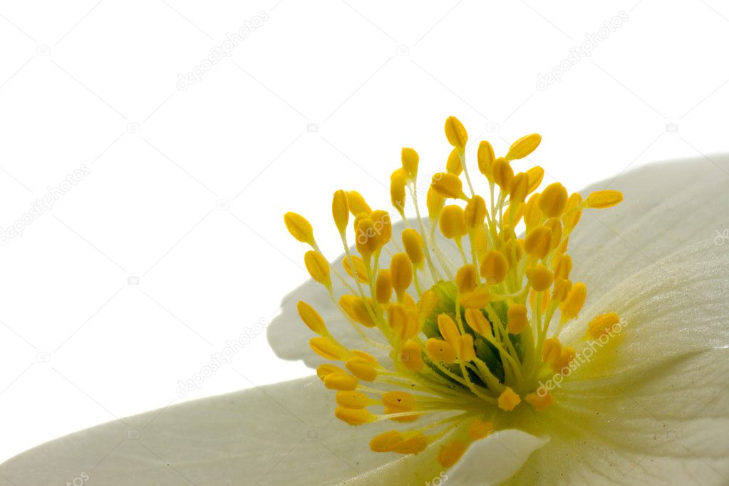 Center of Anemone flower 2