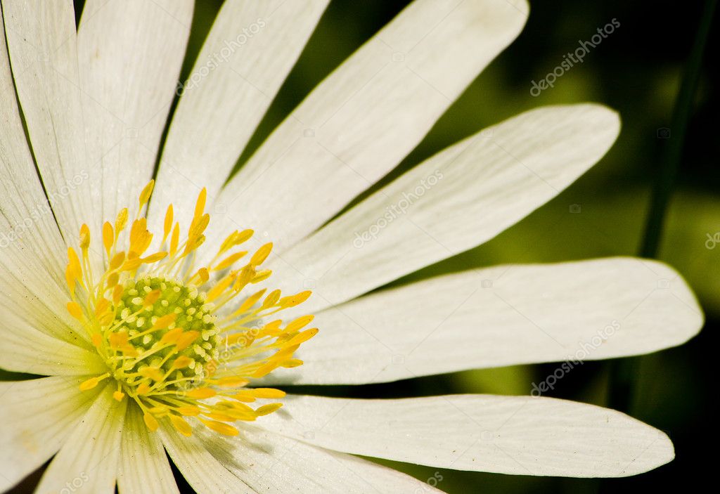Flor blanca centro amarillo fotos de stock, imágenes de Flor blanca centro  amarillo sin royalties | Depositphotos