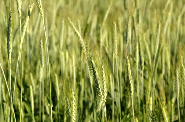 Campo de grano —  Fotos de Stock