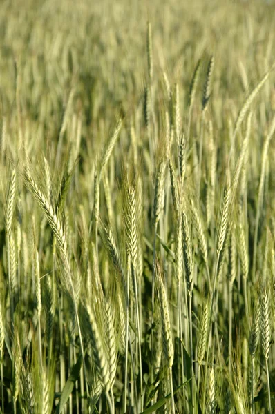 Зерновое поле — стоковое фото