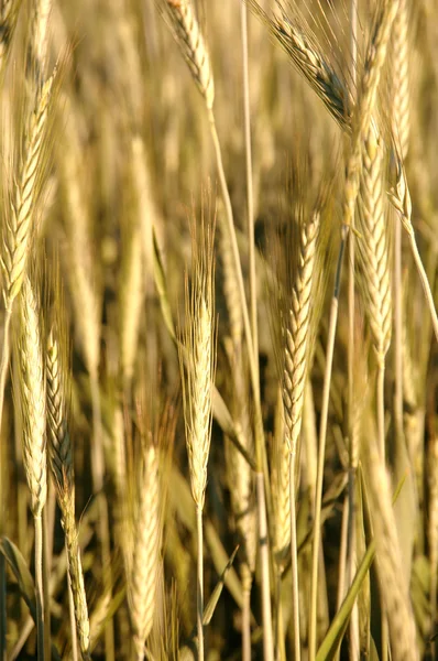 Золотий пшенична сфера — стокове фото