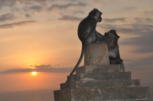 Scimmie al Tempio di Uluwatu, Bali Foto Stock Royalty Free