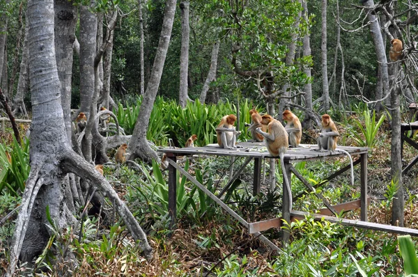 stock image Proboscis monkey