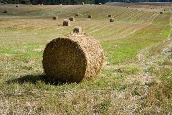 Bales of hay — Stock Photo, Image