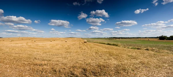 Панорама поля — стоковое фото