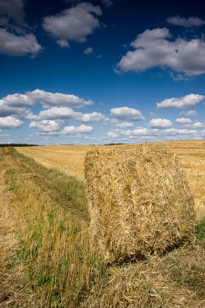 Straw at the field — Stock Photo, Image