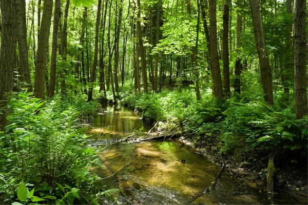 stock image Green wood