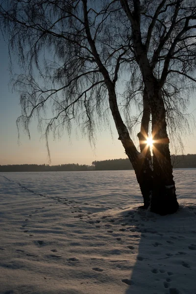 겨울 자연 — 스톡 사진