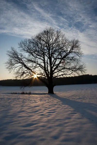 Χειμερινό ηλιοβασίλεμα — Φωτογραφία Αρχείου