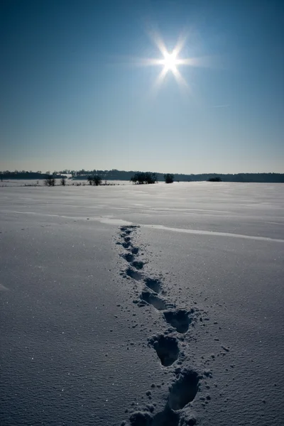 雪の上の足跡 — ストック写真