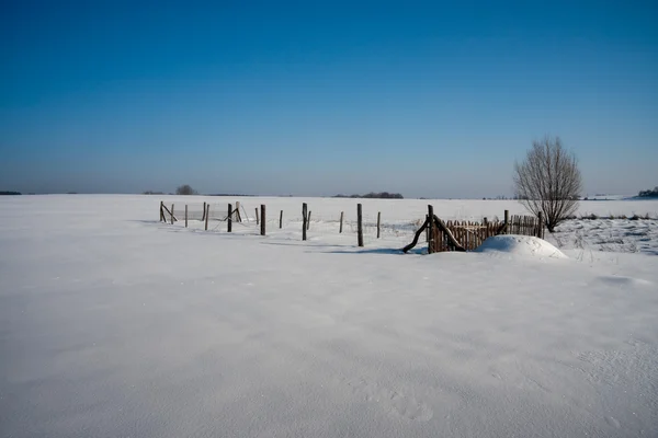 겨울 정원 — 스톡 사진