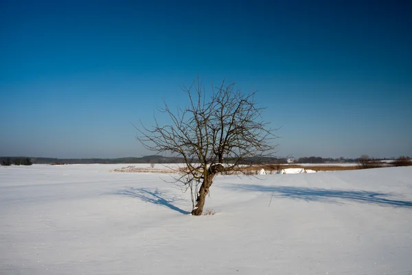 Polana drzewa — Zdjęcie stockowe
