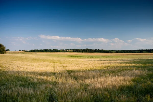 Cultivated land — Stock Photo, Image