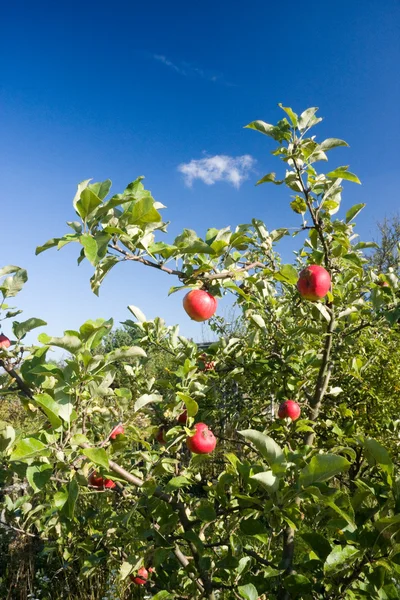 stock image Apple tree